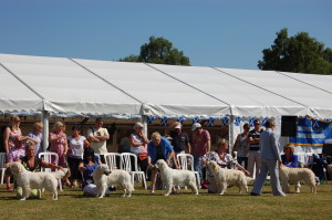 Golden Retriever Club of Scotland's Specialty Show