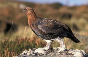 Scottish Red Grouse