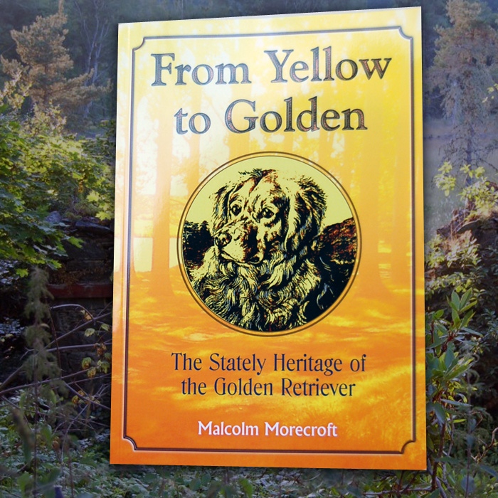 From Yellow to Golden