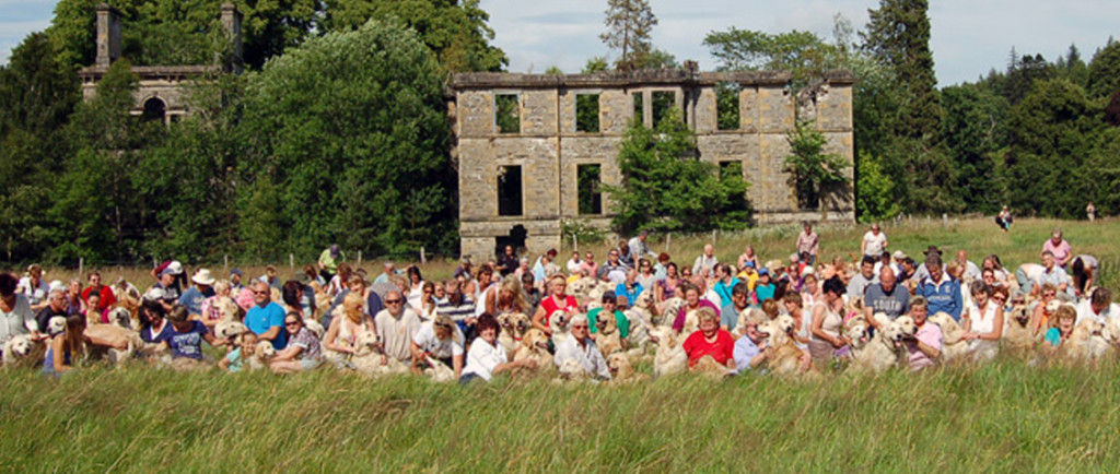 Golden Retrievers Enjoying Their Ancestral Home